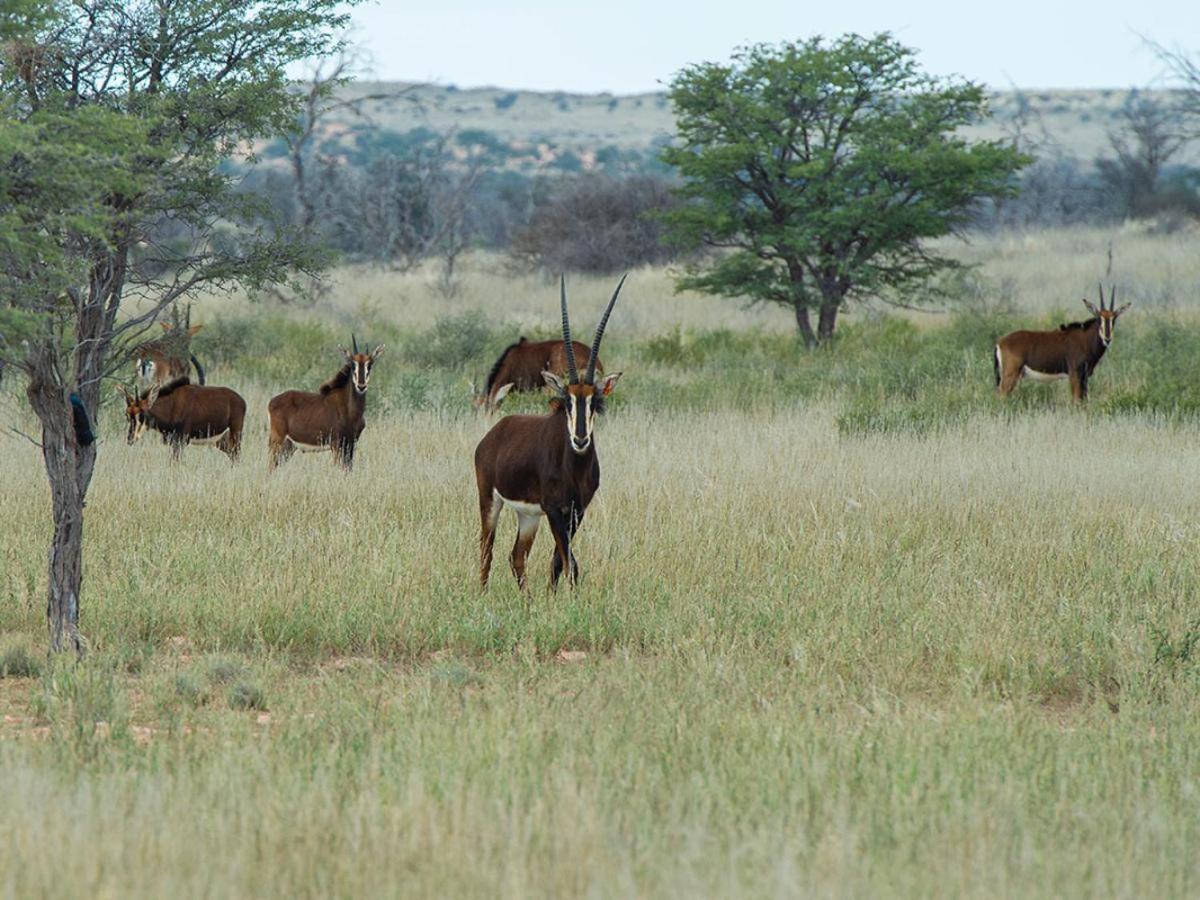 Zoutpanputs Game Lodge Askham ภายนอก รูปภาพ